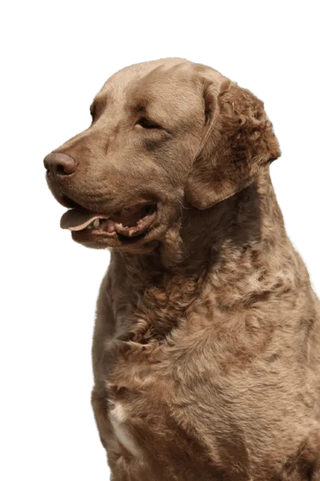 Bild für Chesapeake Bay Retriever