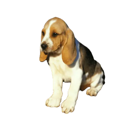 Chien d’Artois