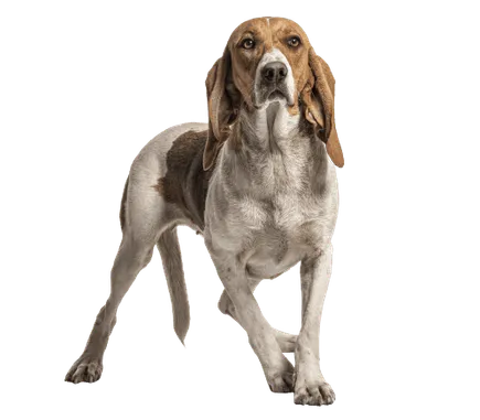 Chien d’Artois