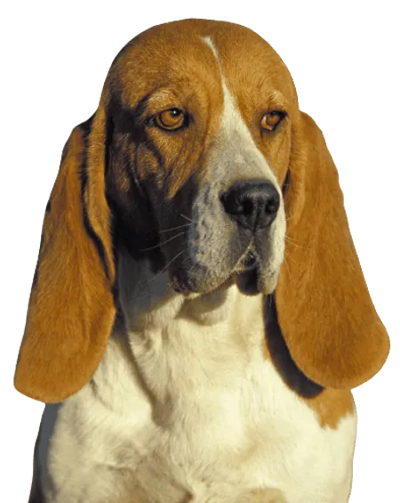 Bild für Chien d’Artois