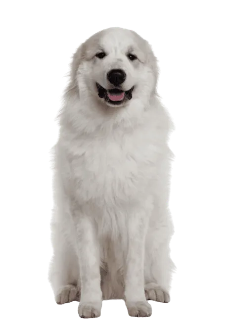 Chien de Montagne des Pyrénées