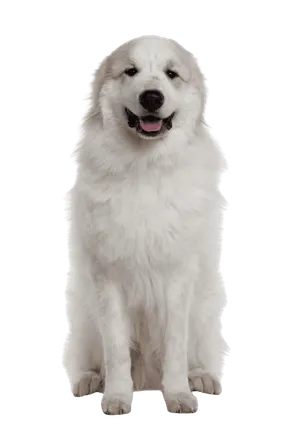 Chien de Montagne des Pyrénées