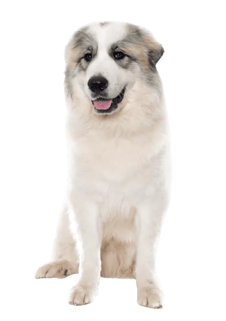 Chien de Montagne des Pyrénées