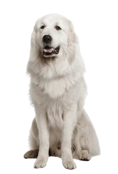 Chien de Montagne des Pyrénées