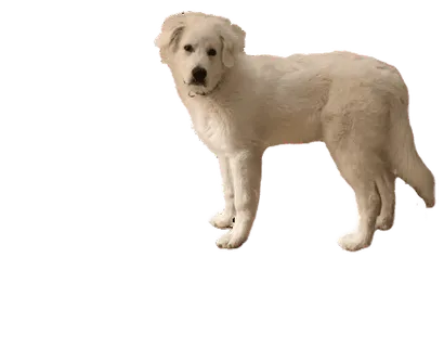 Chien de Montagne des Pyrénées