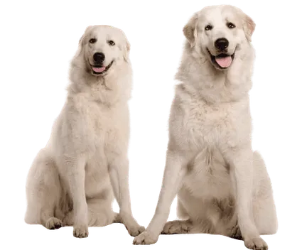 Chien de Montagne des Pyrénées