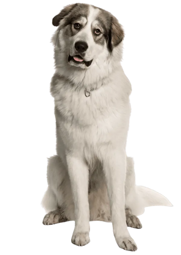 Chien de Montagne des Pyrénées Bild