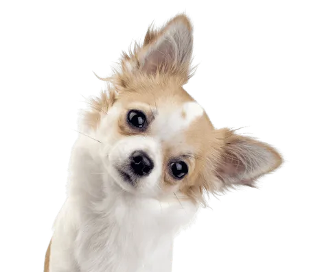 Bild für Chihuahua