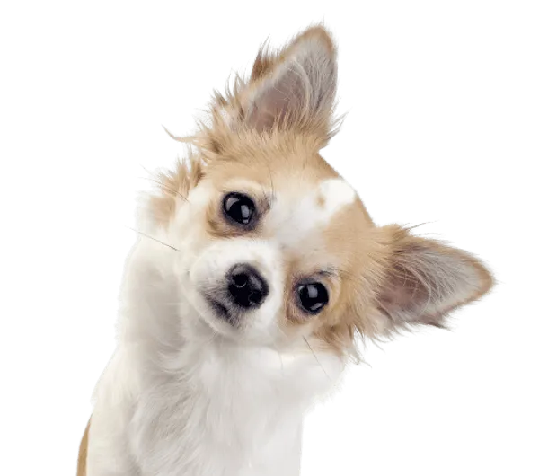 Chihuahua Bild
