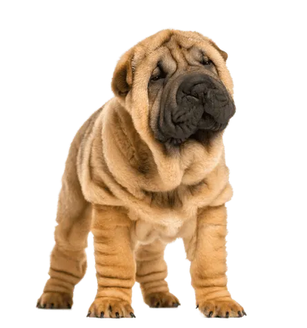 Chinese Shar-Pei