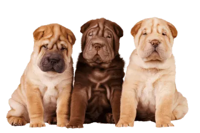 Chinese Shar-Pei