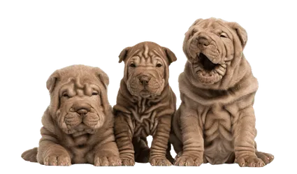 Chinese Shar-Pei