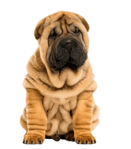 Bild für Chinese Shar-Pei