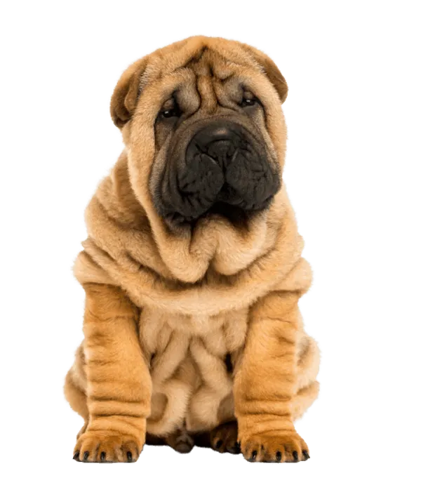 Chinese Shar-Pei Bild