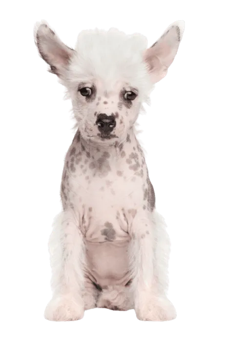 Chinesischer Schopfhund