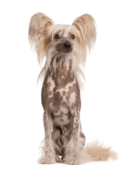 Chinesischer Schopfhund