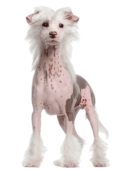 Chinesischer Schopfhund