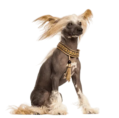 Chinesischer Schopfhund