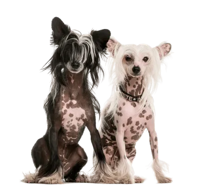 Chinesischer Schopfhund