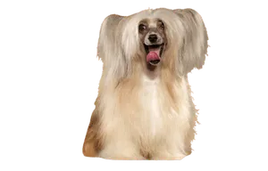 Chinesischer Schopfhund