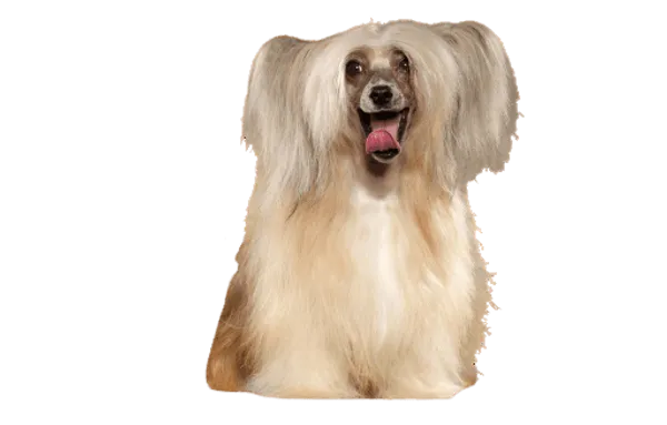 Chinesischer Schopfhund Bild