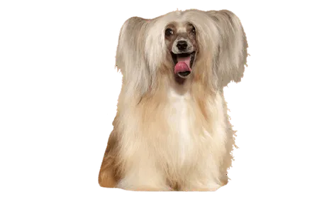 Bild für Chinesischer Schopfhund