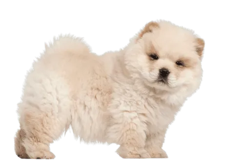 Chow Chow (2)