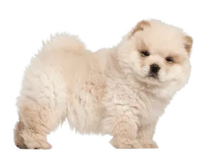 Chow Chow (2)