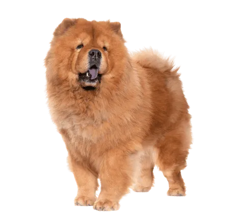 Chow Chow (4)
