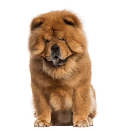Chow Chow (3)