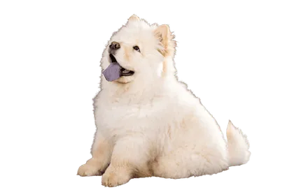 Chow Chow
