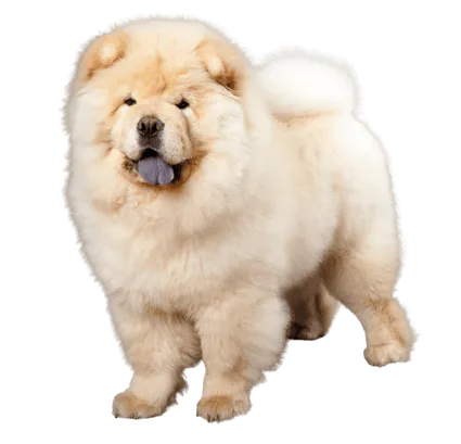 Chow Chow (5)