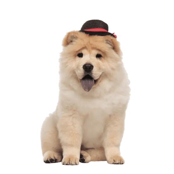 Chow Chow Bild