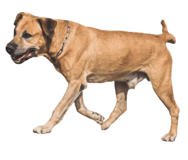 Cimarrón Uruguayo Bild