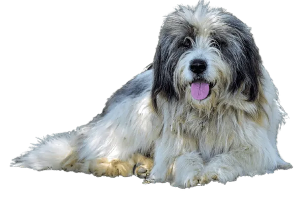 Ciobănesc Românesc Carpatin Bild