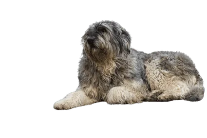 Ciobanesc-Romanesc-de-Bucovina-2