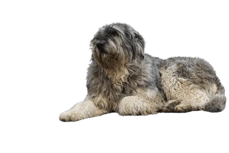 Ciobanesc-Romanesc-de-Bucovina-2