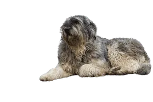 Ciobanesc-Romanesc-de-Bucovina-2