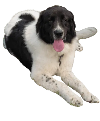 Ciobanesc-Romanesc-de-Bucovina-3