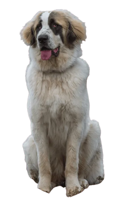 Ciobanesc-Romanesc-de-Bucovina-5