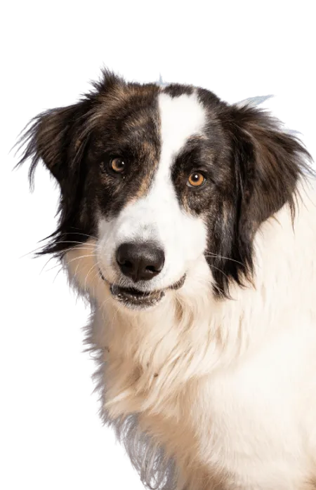 Bild für Ciobănesc Românesc de Bucovina