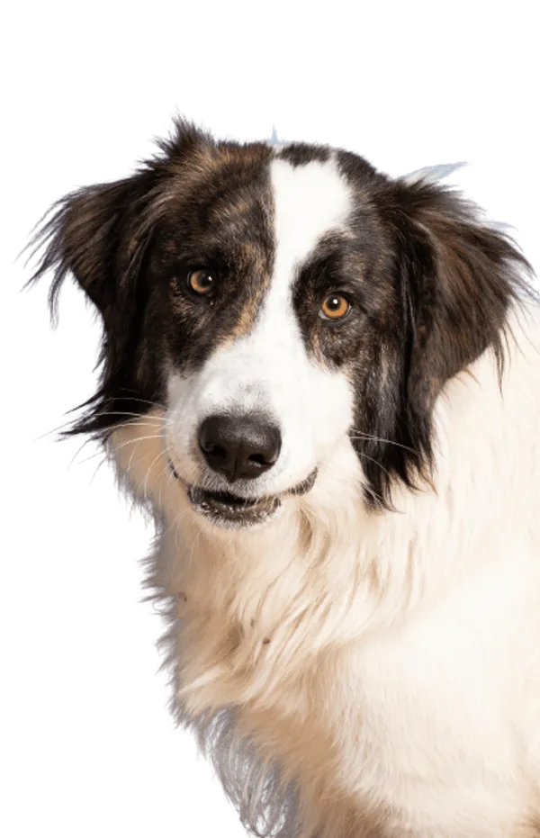 Ciobănesc Românesc de Bucovina Bild