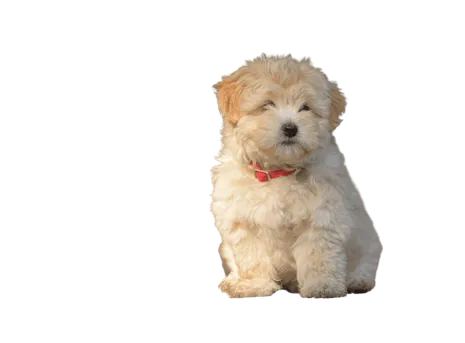 Ciobanesc-Romanesc-Mioritic-6