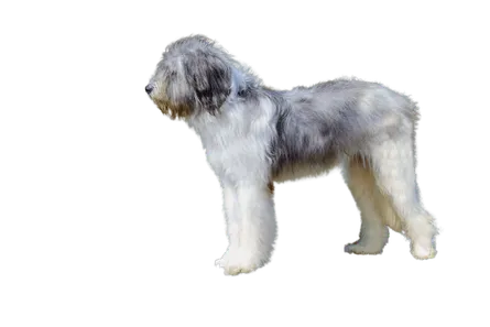 Ciobanesc-Romanesc-Mioritic-5