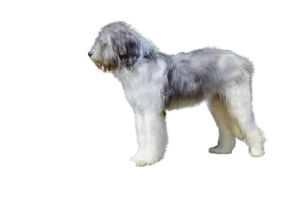 Ciobanesc-Romanesc-Mioritic-3