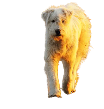 Ciobanesc-Romanesc-Mioritic-1