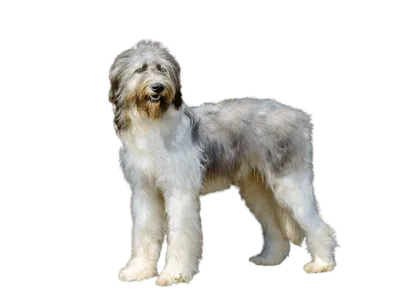 Ciobanesc-Romanesc-Mioritic-4