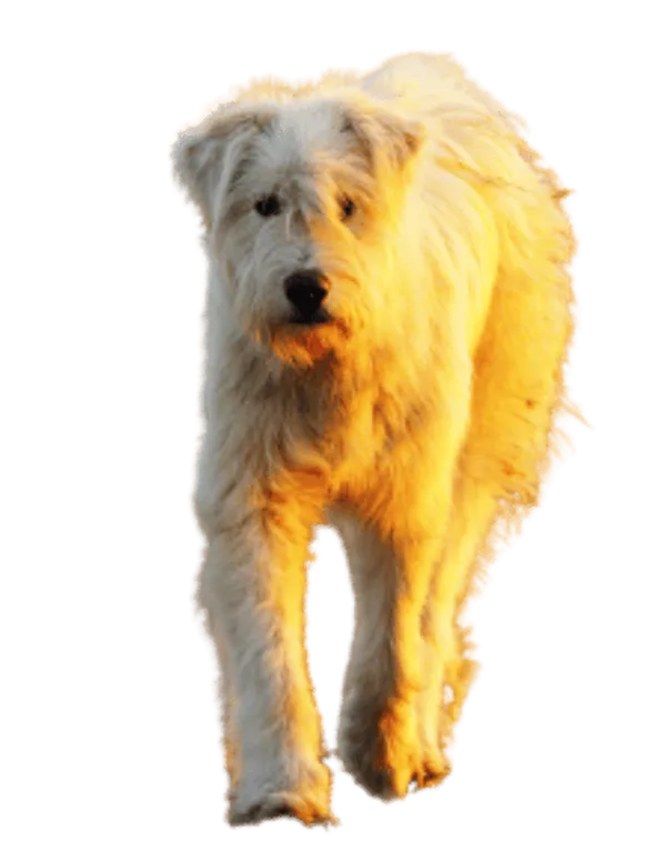 Ciobănesc Românesc Mioritic Bild