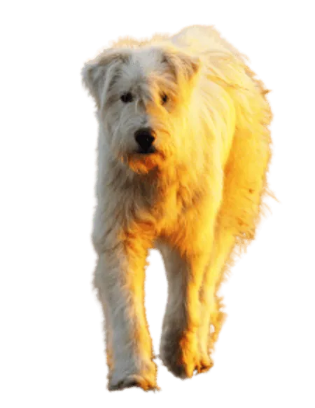 Bild für Ciobănesc Românesc Mioritic