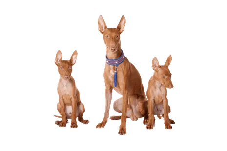 Cirneco-dellEtna-2